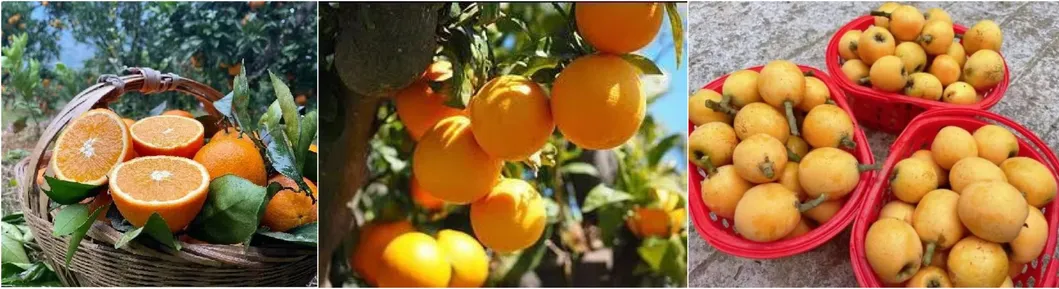 Orchard-Mini-Truck-4-Wheel-Driving-Type-Cherry-Pear-Apple-Lemon-Picker-Prunning-Maintanence-7